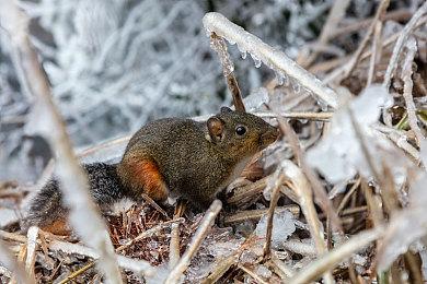 未来游戏展：模拟游戏《酿酒大师》新预告